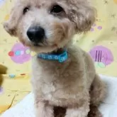 タイニープードル