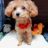 タイニープードル