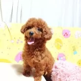 タイニープードル