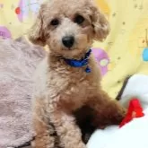 タイニープードル