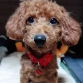 タイニープードル