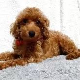 タイニープードル【愛媛県・女の子・2024年12月20日・アプリコット】の写真2「甘えん坊さんの女の子。同居して居るワンコ達と庭で、楽しく遊んでいます。」