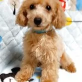 タイニープードル【愛媛県・男の子・2024年12月20日・アプリ】の写真2「予防接種終わりました。お散歩に連れてって…」