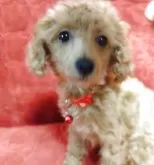 タイニープードル【愛媛県・女の子・2024年12月20日・アプリコット】の写真3「可愛くなだてきました。」