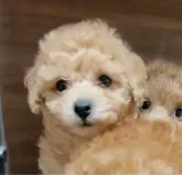 タイニープードル【愛媛県・男の子・2024年12月20日・アプリ】の写真5「とっても可愛い子です。す」