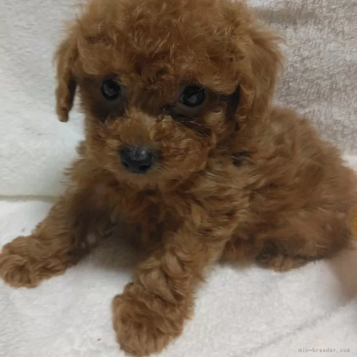 ID：2405-01778の子犬