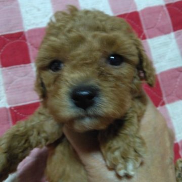 トイプードル(タイニー)【愛媛県・男の子・2023年4月29日・アプリコット】の写真「一人っ子のおっとりとした性格」