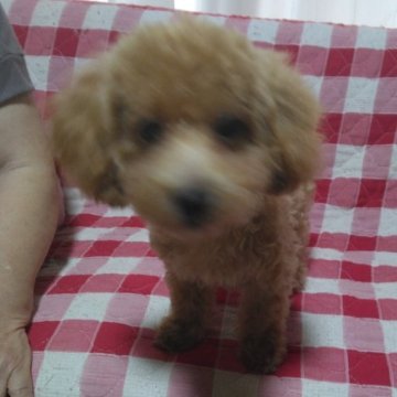 トイプードル(タイニー)【愛媛県・男の子・2023年4月26日・アプリコット】の写真「フードをモリモリ、元気いっぱいの男の子。」