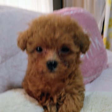 トイプードル(ティーカップ)【愛媛県・男の子・2023年12月24日・アプリ】の写真「4兄弟で、小っさな男の子。とっても元気です。」