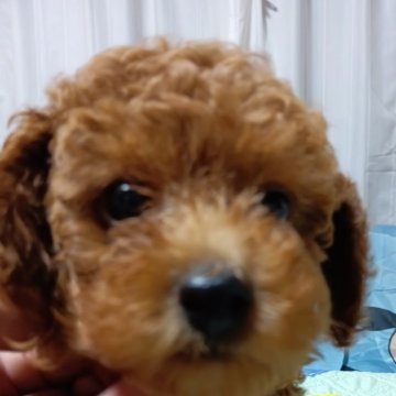 トイプードル(タイニー)【愛媛県・女の子・2024年7月1日・レッド】の写真「お母さんの愛情を受けて大きくなった一人っ子です。」
