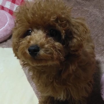 トイプードル(タイニー)【愛媛県・女の子・2023年10月20日・レッド】の写真「お母さん似てお目クリクリの、ドワーフの女の子❤」