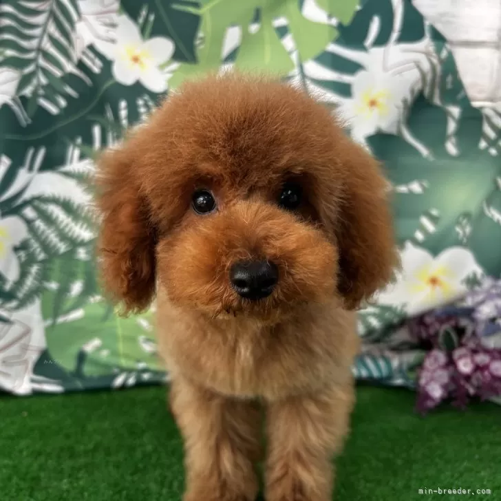 トイプードル(トイ)【滋賀県・男の子・2025年4月13日・レッド】の写真1