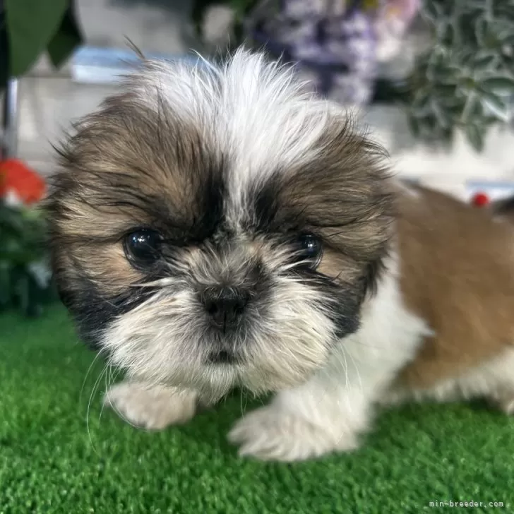 ID:2412-07380の子犬