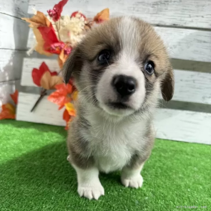 ID:2509-03374の子犬
