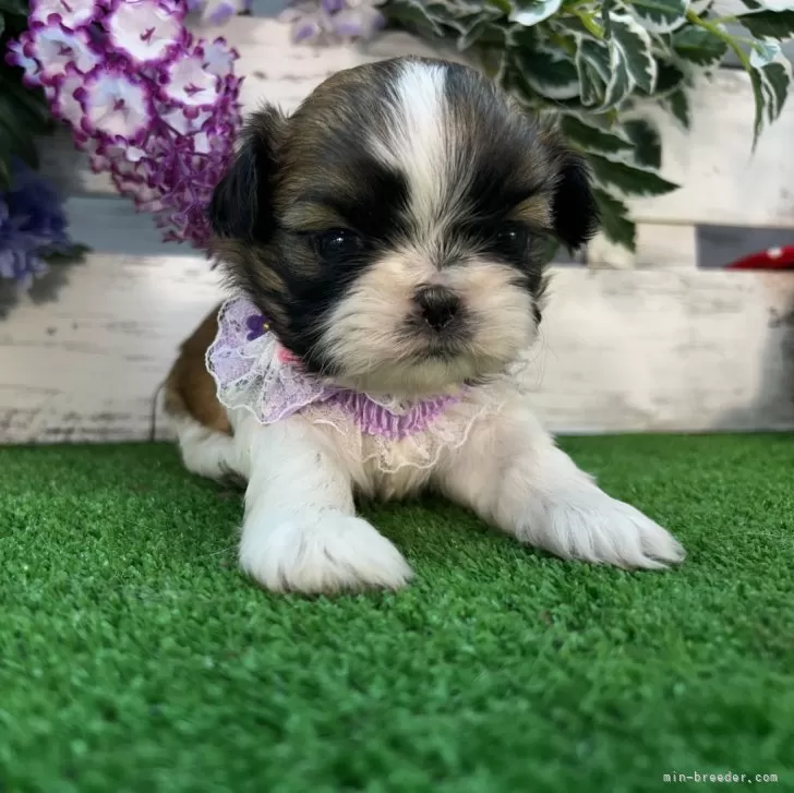 ID:2501-04785の子犬