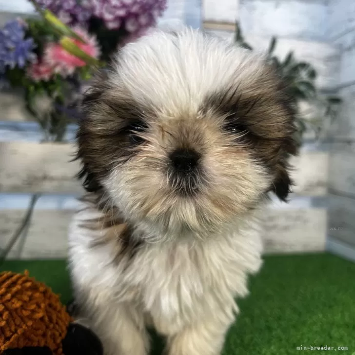 ID:2412-07391の子犬