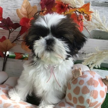 シーズー【滋賀県・女の子・2025年9月10日・ホワイト&ゴールド】の写真「母  遺伝子検査クリアです」