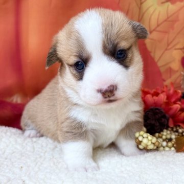 ウェルシュ・コーギー・ペンブローク【滋賀県・女の子・2025年10月28日・レッド&ホワイト】の写真「マイペースな女の子♪」