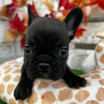 フレンチブルドッグ【滋賀県・女の子・2025年9月30日・ブリンドル】の写真「父母共にDMクリアです」