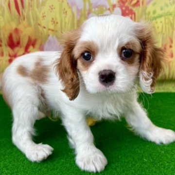 キャバリア【滋賀県・男の子・2026年1月17日・ブレンハイム】の写真「父6.5キロ母7.0キロ」