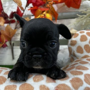 フレンチブルドッグ【滋賀県・女の子・2025年9月30日・ブリンドル】の写真「父母共にDMクリアです」