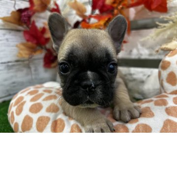 フレンチブルドッグ【滋賀県・女の子・2025年9月30日・フォーン】の写真「父母共にDMクリアです」