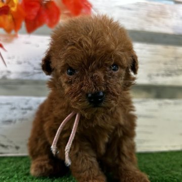 トイプードル(トイ)【滋賀県・女の子・2025年10月30日・レッド】の写真「父   PRA 母  DMノーマル」