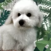 ビションフリーゼ