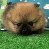 ポメラニアン