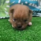 ポメラニアン