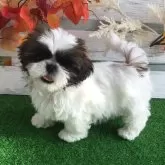 シーズー【滋賀県・女の子・2025年9月10日・ホワイト&ゴールド】の写真2