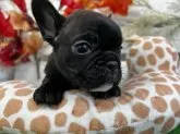 フレンチブルドッグ【滋賀県・女の子・2025年9月30日・ブリンドル】の写真3