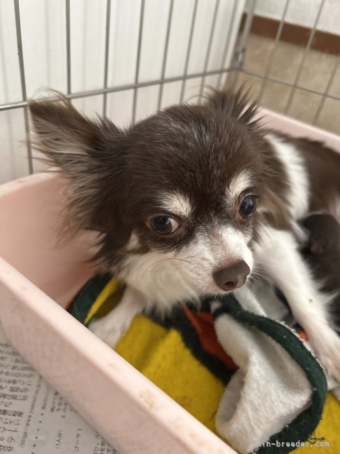 チワワ(ロング)【・女の子・2021年1月24日・チョコ&amp;ホワイト】