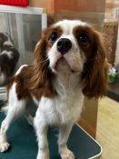 キャバリア【・男の子・2024年11月9日・ブレンハイム】