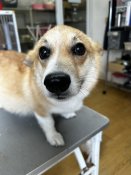 ウェルシュ・コーギー・ペンブローク【・女の子・2024年3月15日・レッド&ホワイト】