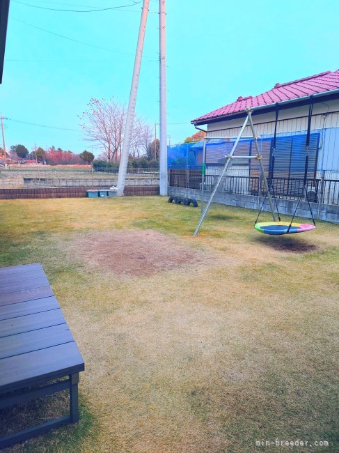 ドッグラン①｜間中　美華(まなか　みか)ブリーダー(茨城県・柴犬など・JKC/KCJ(日本社会福祉愛犬協会)登録)の紹介写真4