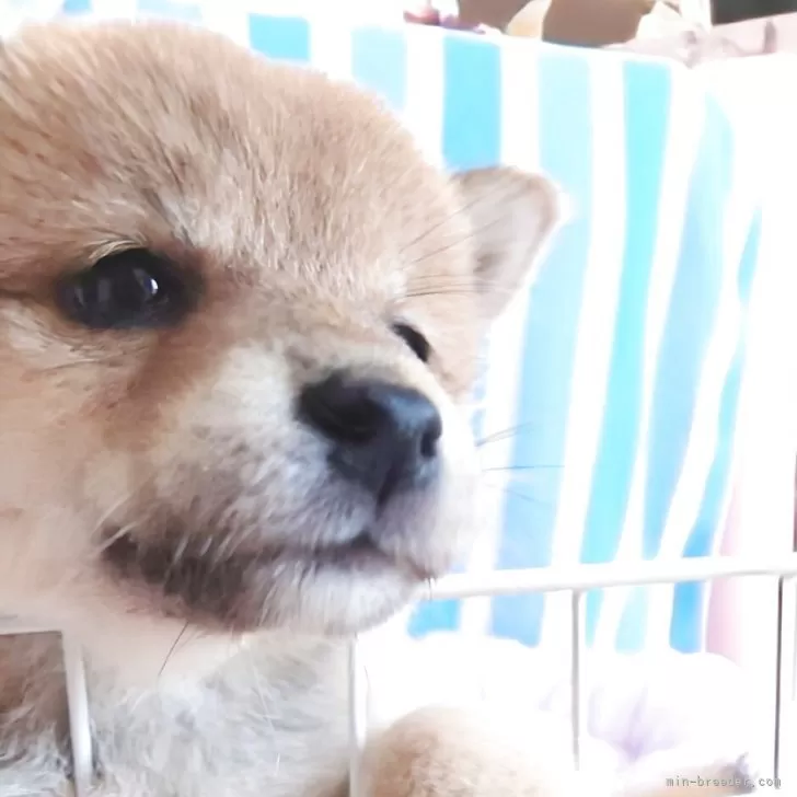 A.O 様のお迎えした子犬