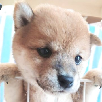 柴犬(豆柴)【茨城県・男の子・2025年6月20日・赤】の写真「大人気！！まんまるふわふわたぬき顔💕」