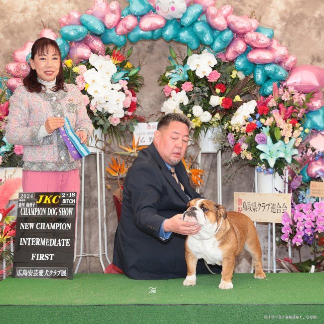 母犬JKCチャンピオン アルバ｜主島　茂久(ぬしじま　しげひさ)ブリーダー(兵庫県・ブルドッグ・JKC登録)の紹介写真3
