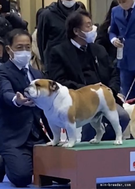 父犬JKCチャンピオン ヤマト｜主島　茂久(ぬしじま　しげひさ)ブリーダー(兵庫県・ブルドッグ・JKC登録)の紹介写真4