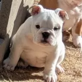 ブルドッグ【兵庫県・女の子・2024年10月29日・ホワイト&レッド】の写真1「両親ともにJKCチャンピオン。顔立ちも歩様も綺麗な子です。」
