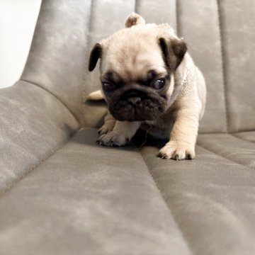 パグ【愛知県・女の子・2025年11月1日・フォーン】の写真「とっても可愛い子です。」