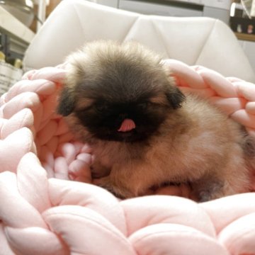 ペキニーズ【愛知県・男の子・2025年9月29日・フォーン】の写真「可愛い子です。」