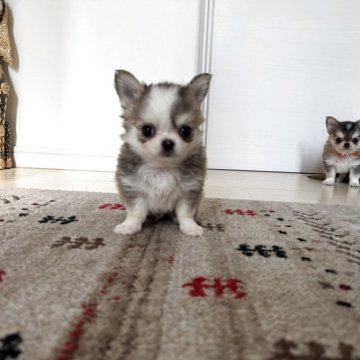 チワワ(ロング)【愛知県・男の子・2025年9月24日・セーブル&ホワイト】の写真「可愛い子です。」