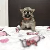 チワワ(ロング)