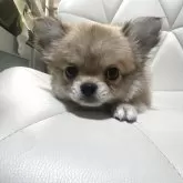 チワワ(ロング)