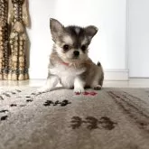 チワワ(ロング)【愛知県・男の子・2025年9月24日・セーブル&ホワイト】の写真1