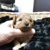 ティーカッププードル