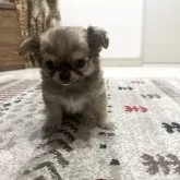 チワワ(ロング)