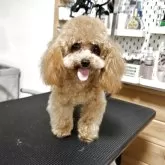 ティーカッププードル
